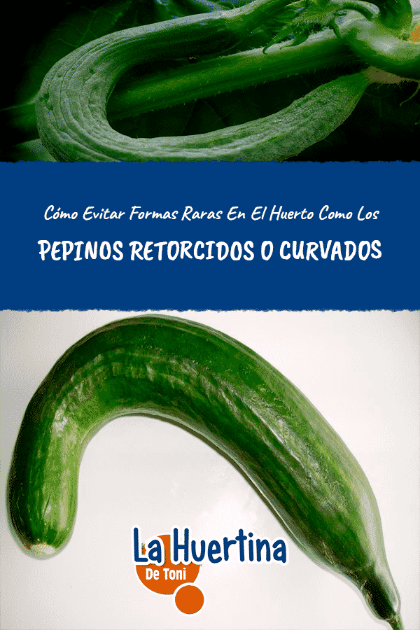 Por qué mis pepinos se doblan al crecer en el huerto