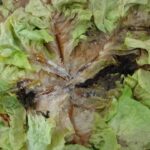 Por qué mis plántulas de lechuga se están marchitando