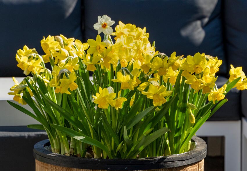 Por qué no atar las hojas de los narcisos al trenzarlas