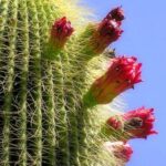 Por qué no florece mi cactus Aprende cómo hacerlo florecer