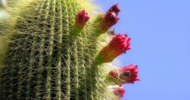 Por qué no florece mi cactus Aprende cómo hacerlo florecer