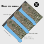 Por qué plantar en surcos es beneficioso para los cultivos