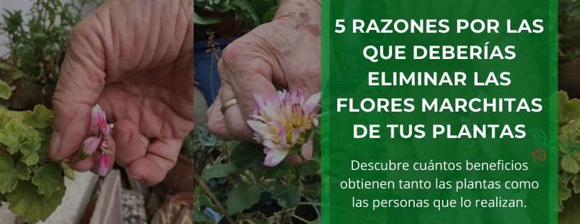 Por qué quitar las flores marchitas de las lantanas