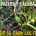 Por qué se caen las flores de calabacín y cómo prevenirlo