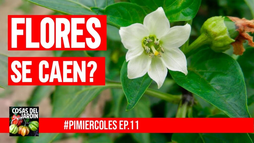 Por qué se caen las hojas de las plantas de pimienta