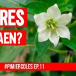 Por qué se caen las hojas de las plantas de pimienta