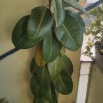 Por qué se caen las hojas del árbol de caucho y cómo evitarlo