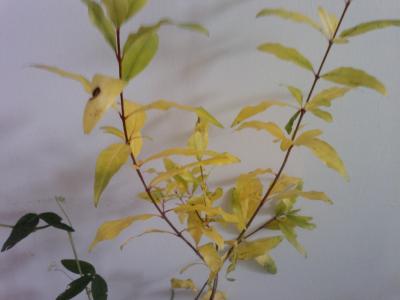 Por qué se caen las hojas del granado durante el otoño