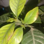 Por qué se caen los capullos de gardenia de mi planta