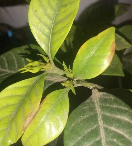 Por qué se caen los capullos de gardenia de mi planta