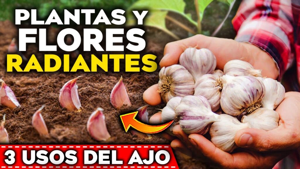 Por qué se caen mis plantas de ajo Soluciones para evitarlo