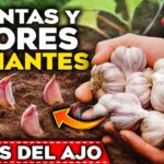 Por qué se caen mis plantas de ajo Soluciones para evitarlo