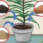 Por qué se caen ramas del Norfolk Pine y cómo solucionarlo