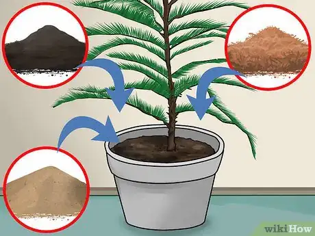 Por qué se caen ramas del Norfolk Pine y cómo solucionarlo