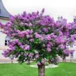 Por qué se desprende la corteza de las lilas al crecer