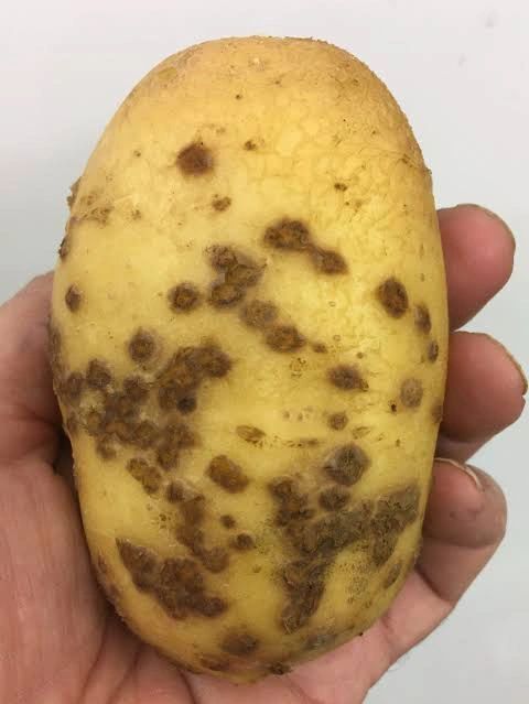 Por qué se hinchan los lenticelos de las papas al cocinarlas