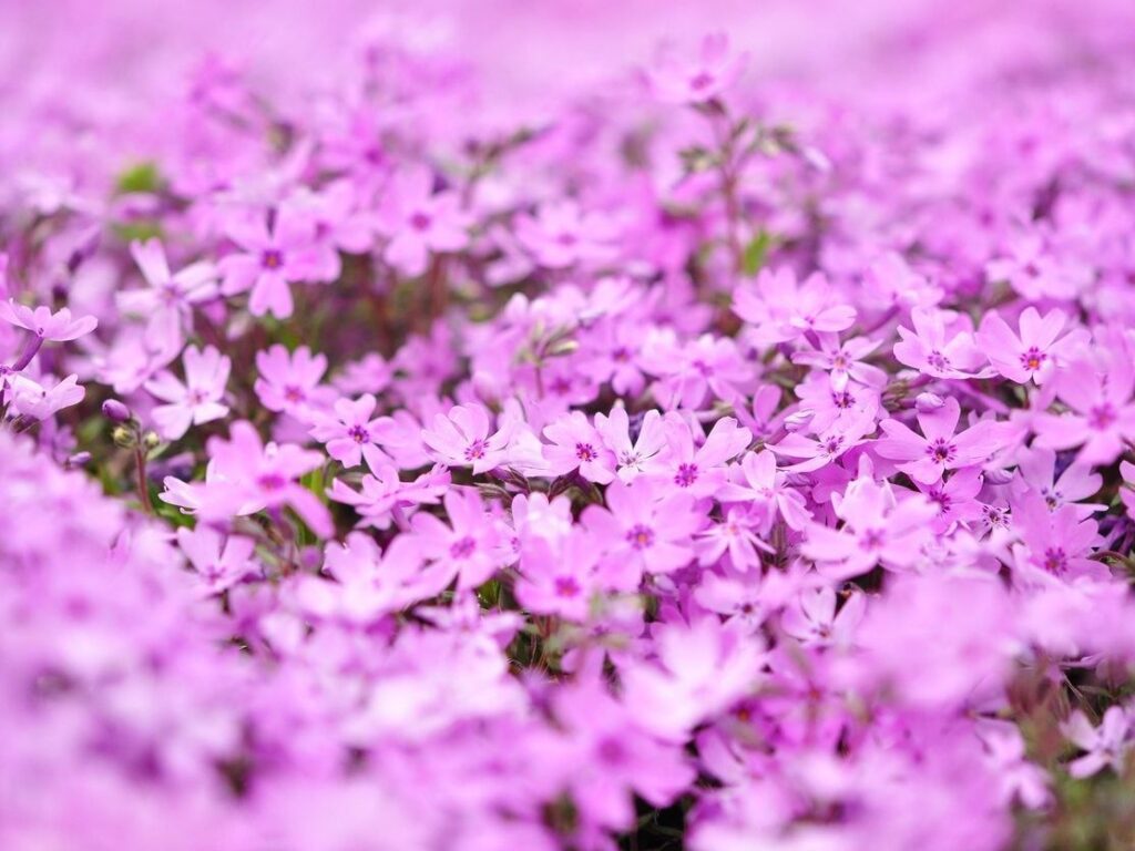 Por qué se llama Phlox a la planta Thrift y qué es Thrift