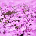 Por qué se llama Phlox a la planta Thrift y qué es Thrift