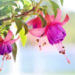 Por qué se marchitan las fucsias Aprende a cuidarlas