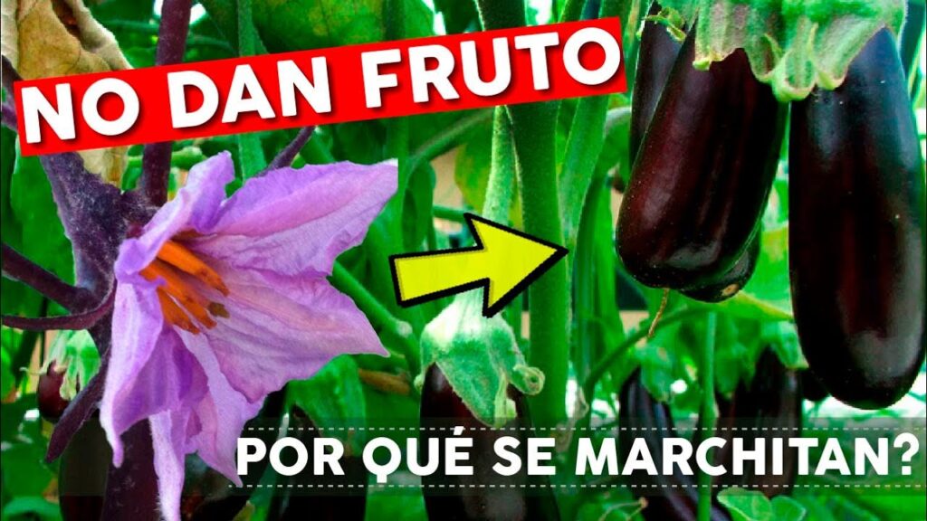 Por qué se marchitan y caen las flores de berenjena