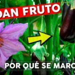 Por qué se marchitan y caen las flores de berenjena
