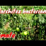 Por qué se marchitan y mueren las plantas de tomate