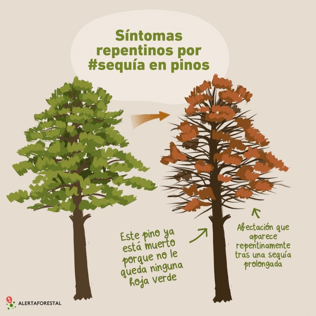 Por qué se secan las ramas de los pinos y cómo solucionarlo