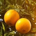 Por qué son ácidas las naranjas Aprende a hacerlas más dulces