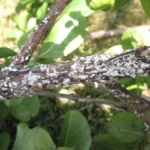 Por qué un árbol de crepe myrtle pierde corteza con frecuencia
