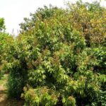 Por qué un Litchi plantado no florece en tu árbol
