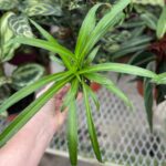Por qué una planta araña verde se vuelve pálida