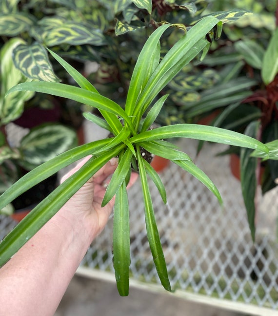 Por qué una planta araña verde se vuelve pálida