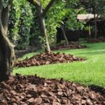 Por qué usar mulch de corteza de pino en jardinería