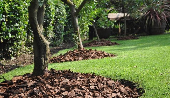 Por qué usar mulch de corteza de pino en jardinería