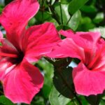 Por qué y cómo quitar las flores marchitas del hibisco