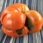 Posibles causas de tomates que crecen de forma extraña