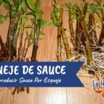Preparar agua de sauce para enraizar esquejes de plantas
