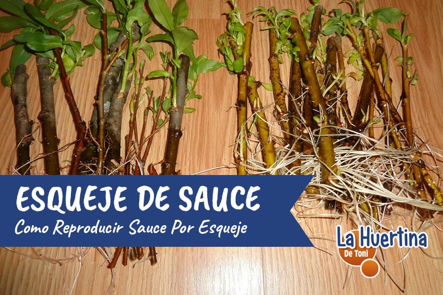 Preparar agua de sauce para enraizar esquejes de plantas