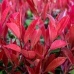 Prevención de enfermedades en Photinia Red Robin