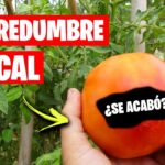 Prevenir podredumbre apical en tomates con nitrato de calcio