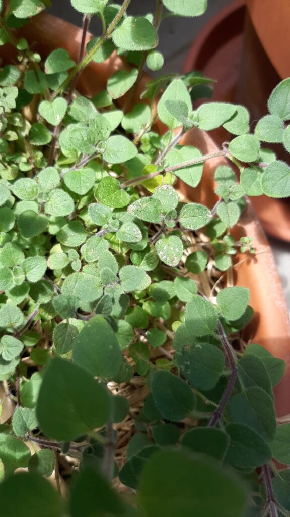 Principales plagas y enfermedades del orégano