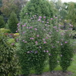 Problemas comunes del arbusto Rosa de Sharon y su solución