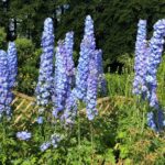 Problemas comunes del delphinium y soluciones efectivas