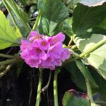 Problemas comunes en Bergenia: identificación y tratamiento