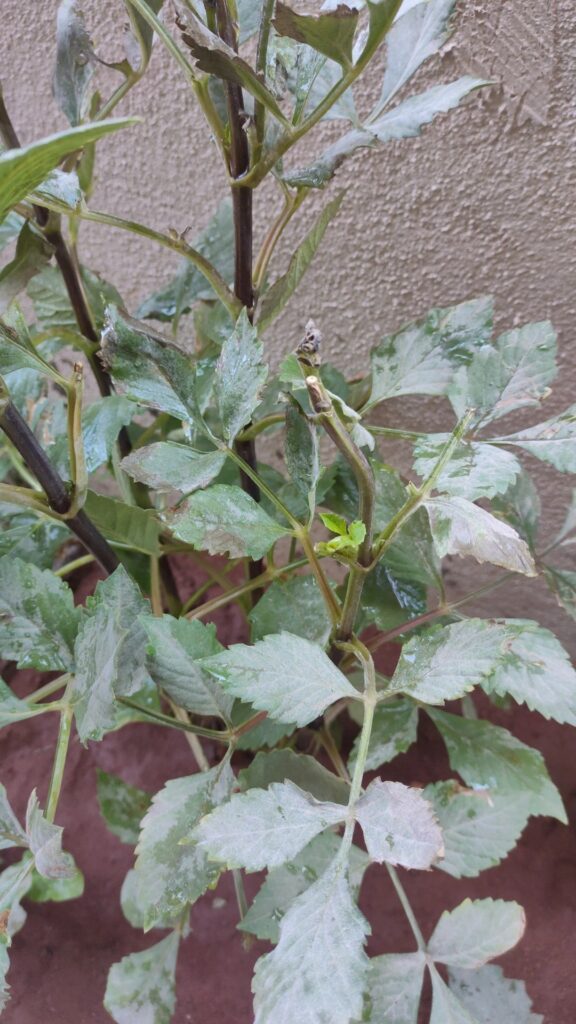 Problemas comunes en dalias: riego y enfermedades foliares