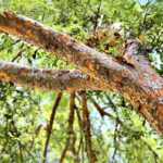 Problemas y cuidados del Lacebark Elm en otoño