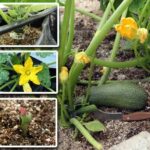 Producción de calabazas por planta en su ciclo de crecimiento