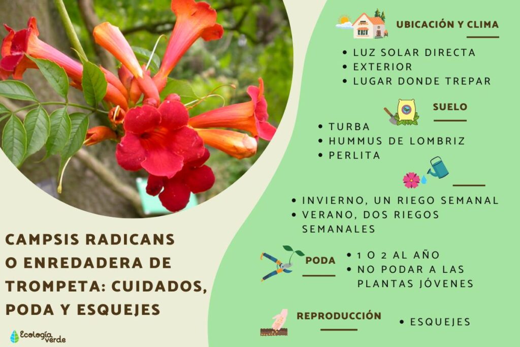Propagación de Campsis Radicans: Enraizar esquejes en agua
