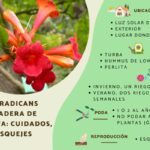 Propagación de Campsis Radicans: Enraizar esquejes en agua