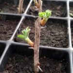 Propagación de grosellas mediante esquejes: cómo hacerlo